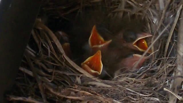 ПТЕНЦЫ ДАЛЬНОБОЙЩИКИ смотреть онлайн