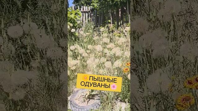 🌼ПЫШНЫЕ ОДУВАНЫ🌸 смотреть онлайн