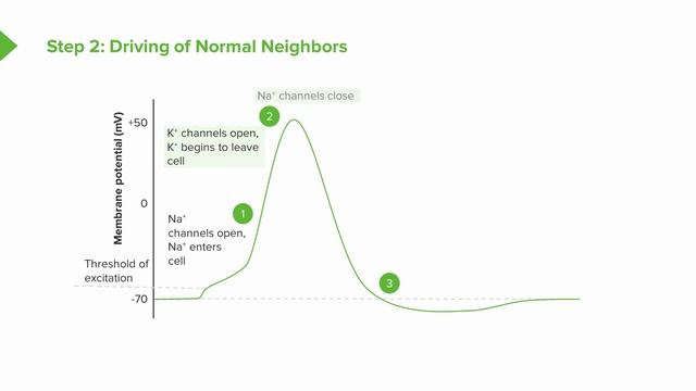 Эпилепсия. Механизм развития | Клиническая неврология смотреть онлайн