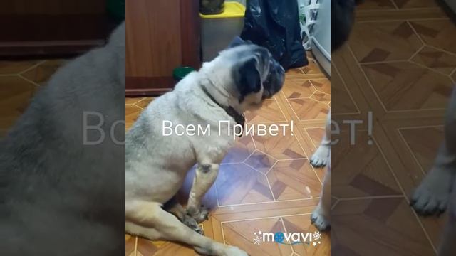 Собачий завтрак/ Мама дай покушать/Хочу спать/ смотреть онлайн