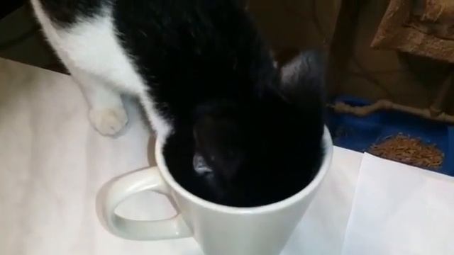 Лунтик пьёт кофе cute kitten drink coffee смотреть онлайн