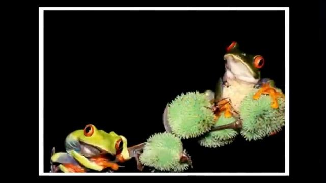 Julie Wade Feelin Froggy :: Скачущие лягушки смотреть онлайн