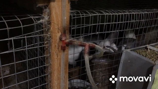 Резко потеплело, демонтаж ниппельной системы, зимние окролы! смотреть онлайн