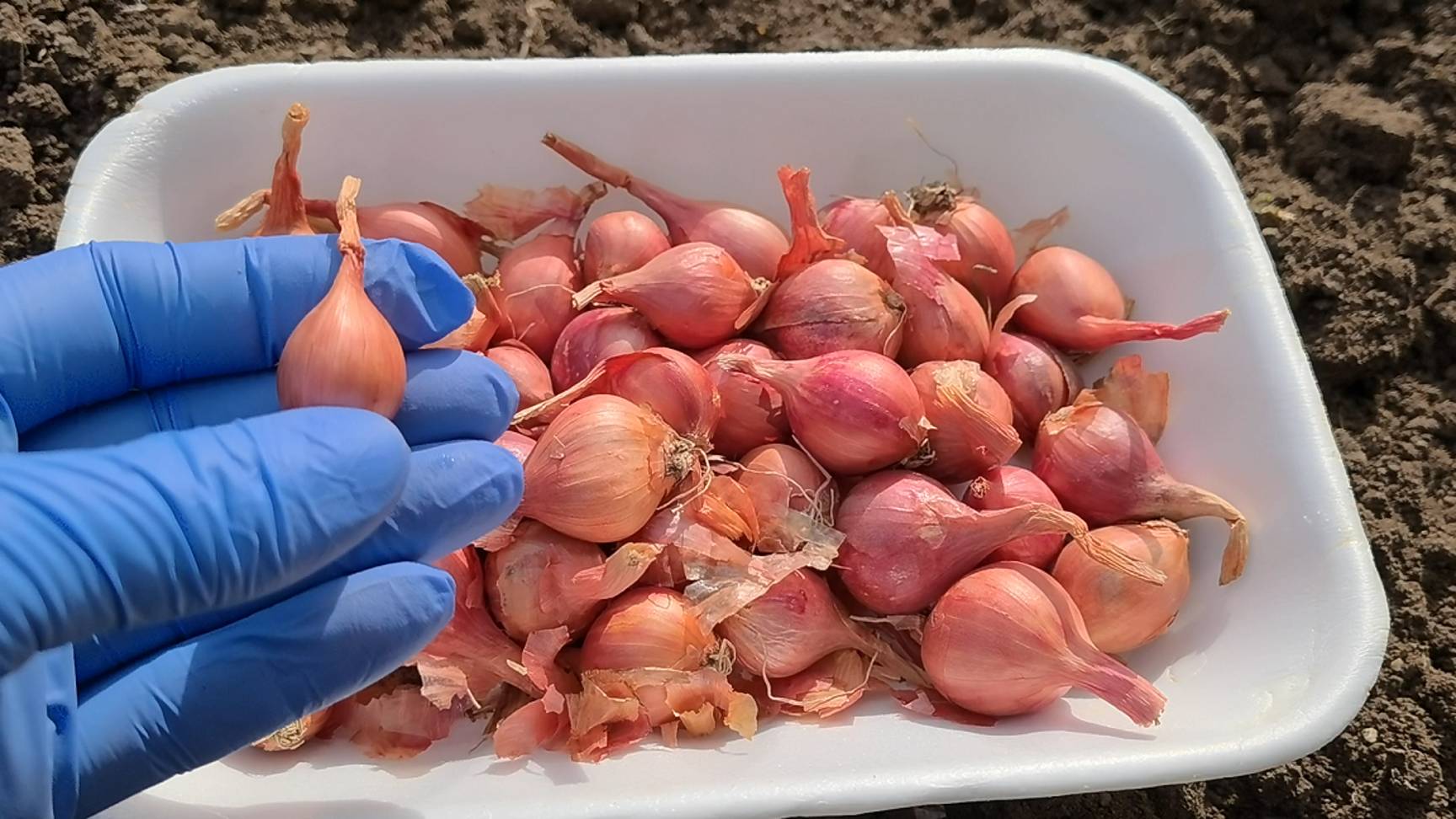 Лук порадует крупным урожаем если посадите его так осенью. Хитрости посадки озимого лука смотреть онлайн