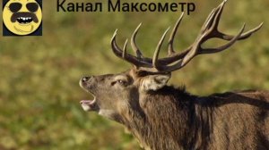 Алень женился третий раз на РСП и взял ипотеку.История аленизма. Максометр. Брак. Мужское движение.