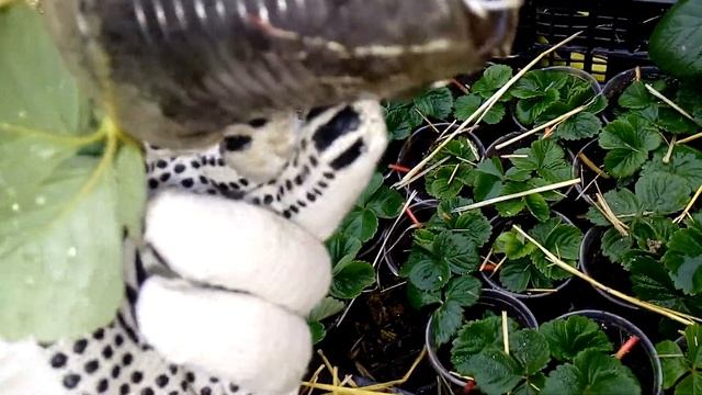 Состояние нашей рассады клубники после морозов смотреть онлайн