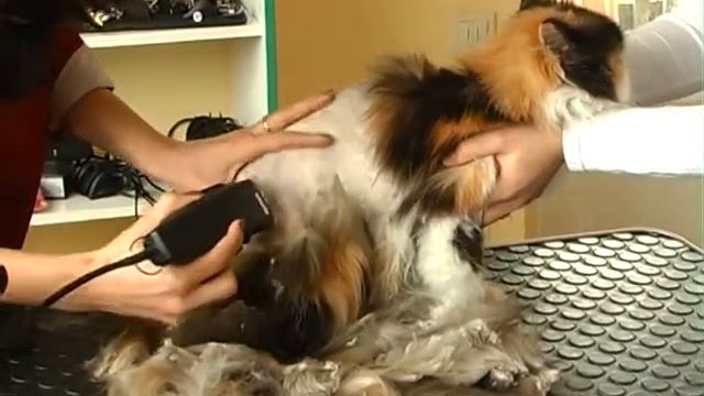 Вухаті та Хвостаті (Грумер-догляд за тваринами) смотреть онлайн