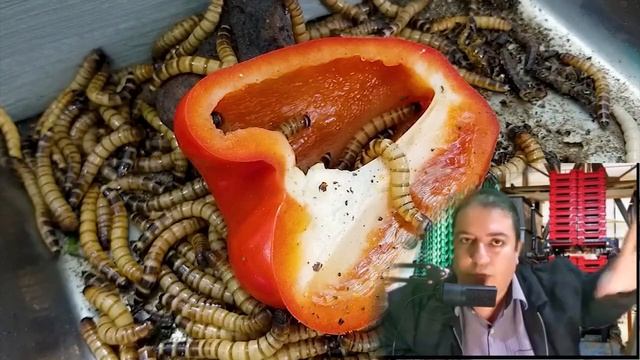 CRIAÇÃO DE TENÉBRIO ; SOLUÇÃO PARA AS CAIXAS смотреть онлайн