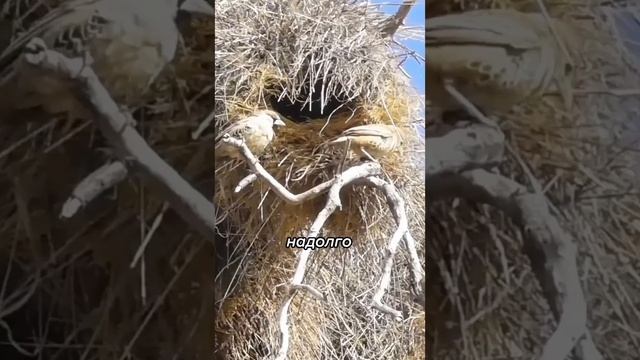 ПТИЧКИ ТКАЧИ смотреть онлайн
