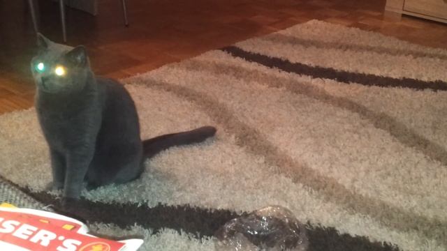 Кот фонарь смотреть онлайн