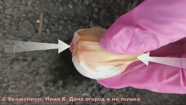 Тонкости посадки чеснока осенью. Как сажать чеснок в зиму правильно для богатого урожая без болезней смотреть онлайн