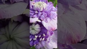 ОТКРЫТИЕ СЕЗОНА: КЛЕМАТИС БЛЮ ЛАЙТ (BLUE LIGHT)