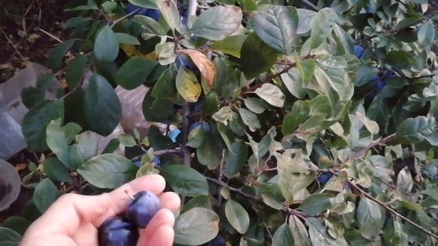 Жизнь в деревне Заброшенные дома,окраина хутора Черкесовский , чернослив смотреть онлайн