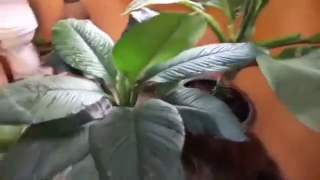 Купольный дом мечты.... смотреть онлайн