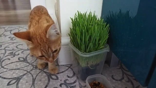 Рыжая кошка ест траву смотреть онлайн