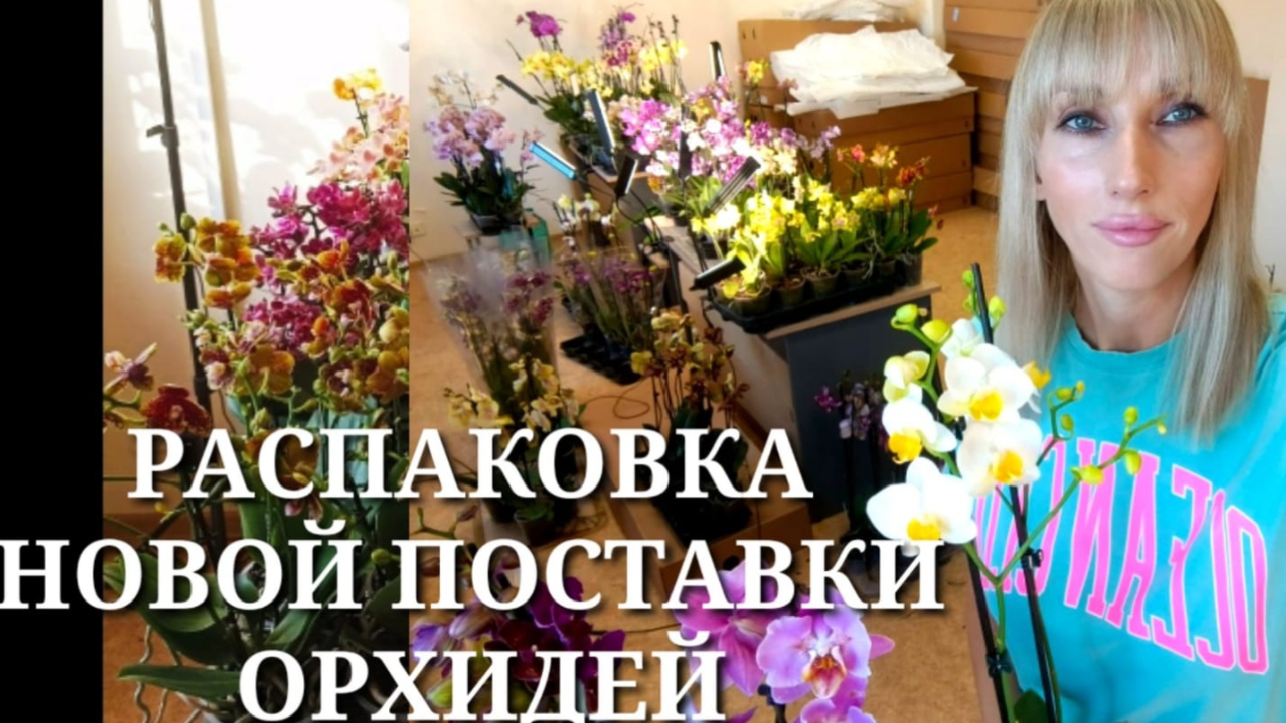 Распаковка новой поставки орхидей смотреть онлайн