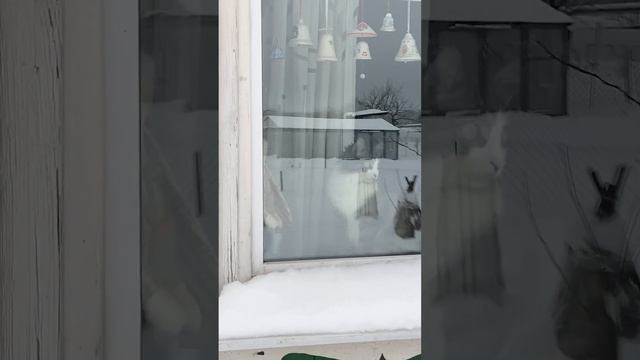 Деревенские будни: 🪵 дрова, снег, котики 🐈⬛, собака 🦮, печь, баня, огоньки смотреть онлайн