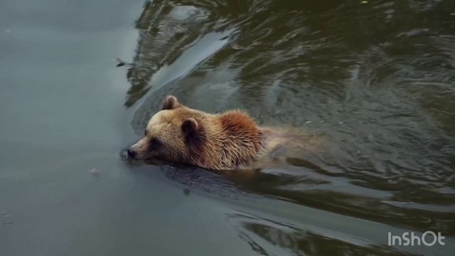 Медведь принимает ванную! Релакс! смотреть онлайн