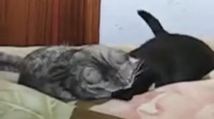 Любовь по принуждению