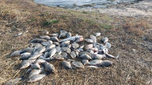 ЗОЛОТАЯ ОСЕНЬ РАЗДАЕТ! ПОПАЛИ НА ХОРОШИЙ КЛЕВ. КРУПНЫЕ КАРАСИ!