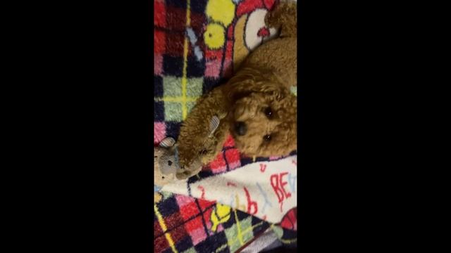 мое первое нормальное видео смотреть онлайн