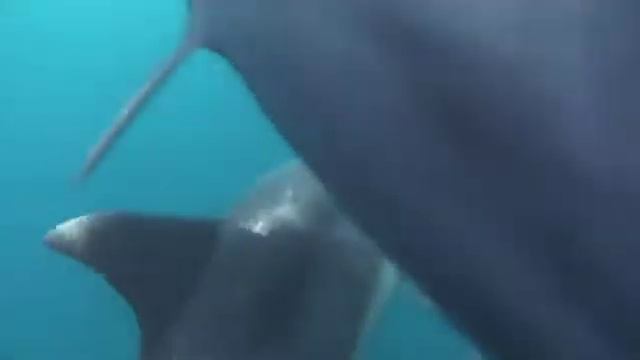 Grau Tsaw Shara смотреть онлайн