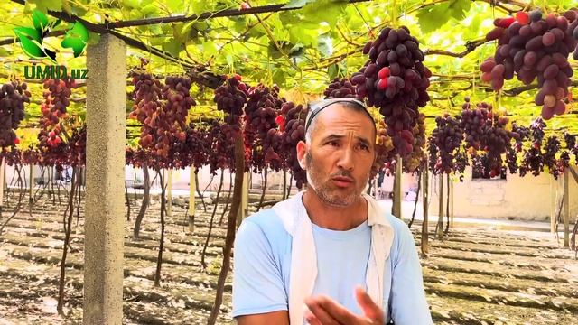 Yana Bir Mashxur Uzum. Baliqchi Rizamad