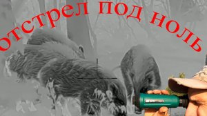 охота на кабана 2024. Массовый отстрел кабана в Саратовской области