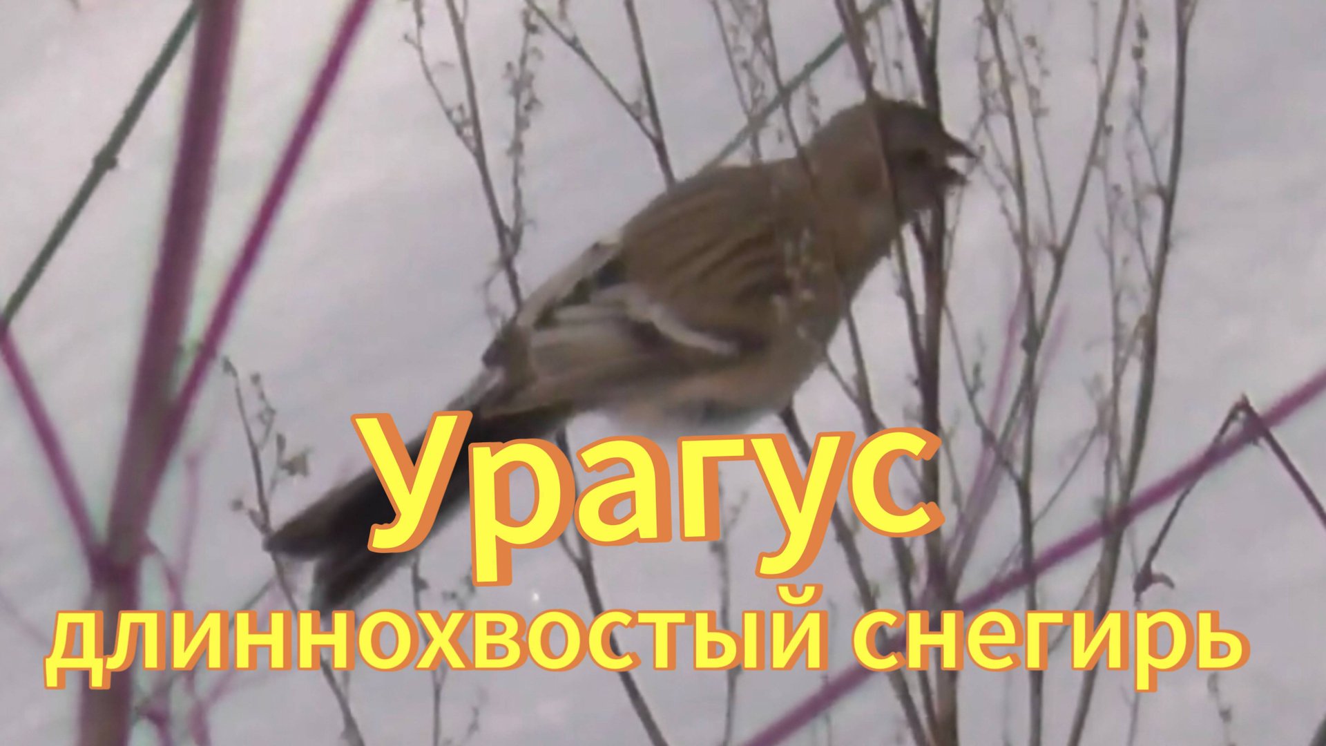 Урагус- длиннохвостый снегирь. Новосибирская область. Птицы Новосибирской области. смотреть онлайн