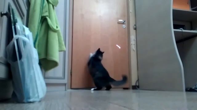 Кот закрывает дверь смотреть онлайн