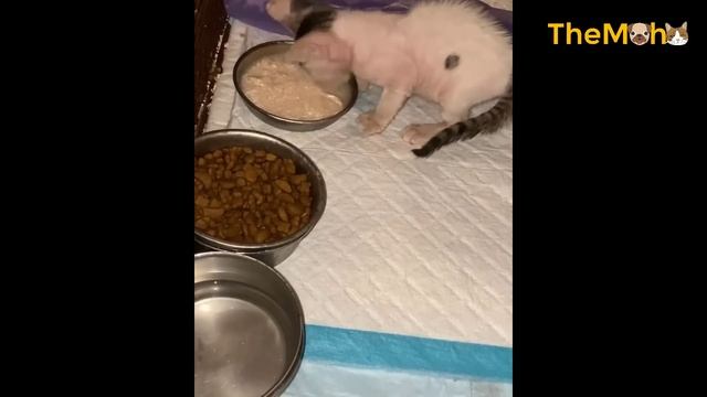 The Miraculous Transformation of a Skinny Kitten Running to the Door Begging for Food смотреть онлайн