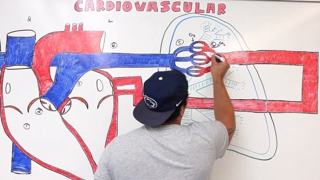 Система кровообращения | Легочный круг смотреть онлайн