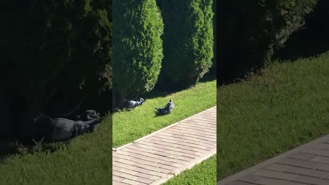 Купание голубей смотреть онлайн