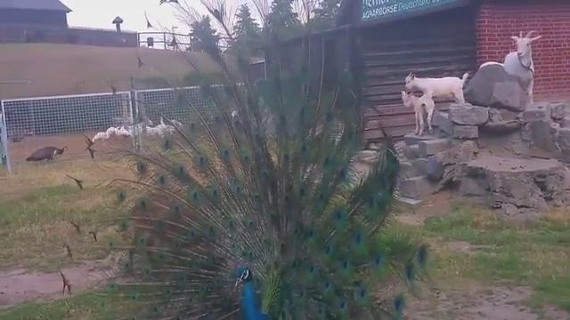 Небольшой зоопарк в городе Берлине! 
Фазан танцует!