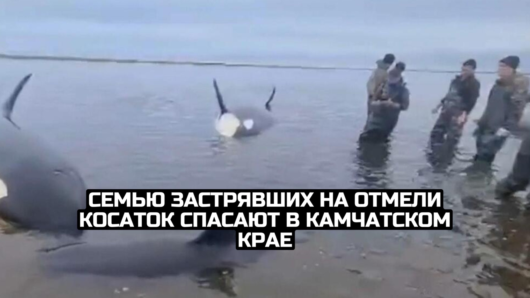 Семью застрявших на отмели косаток спасают в Камчатском крае смотреть онлайн