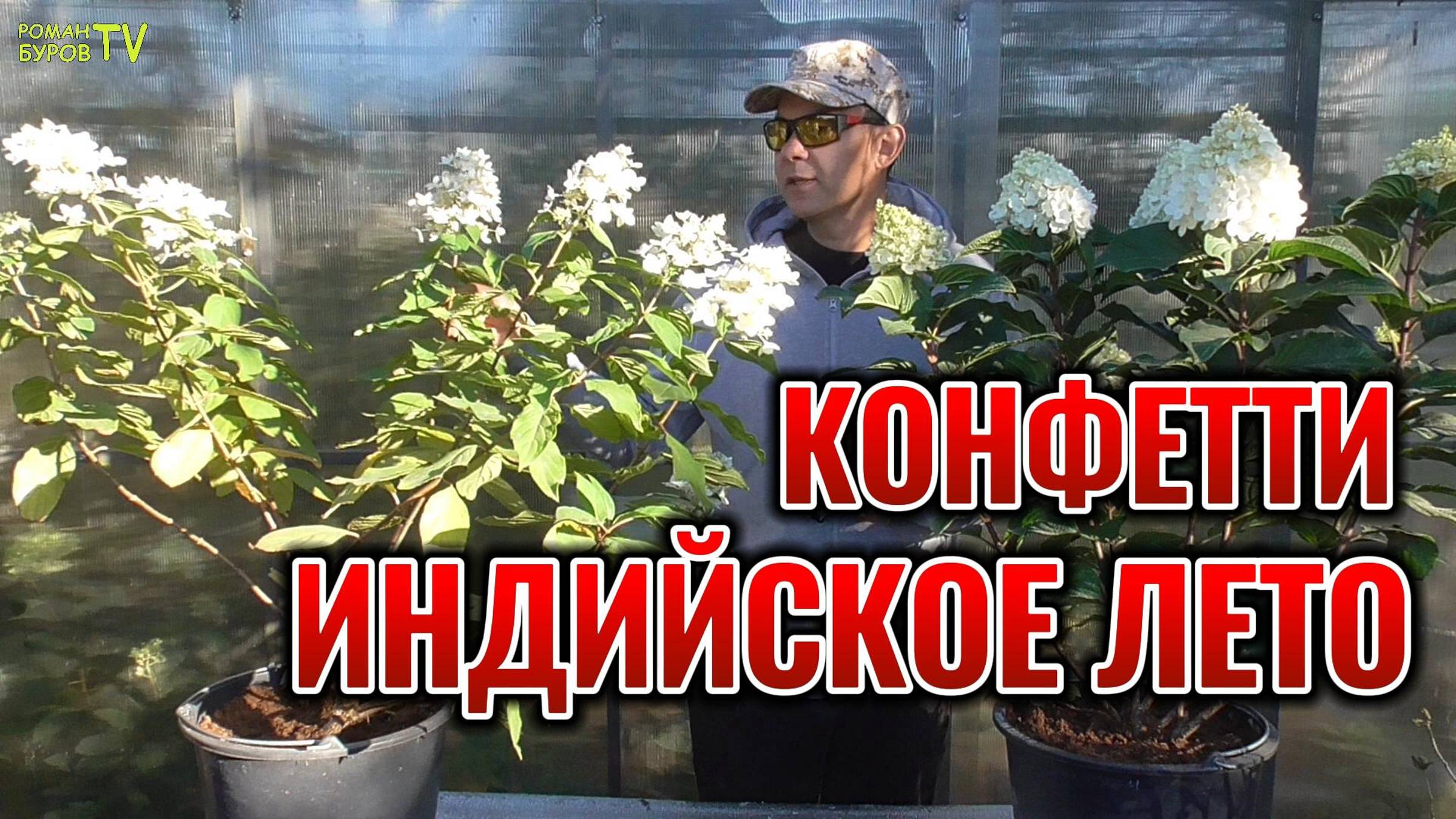 🔥 КАК ПРАВИЛЬНО ОБРЕЗАТЬ ✂ МЕТЕЛЬЧАТЫЕ ГОРТЕНЗИИ КОНФЕТТИ И ИНДИАН САММЕР РЕД ВЕЛЬВЕТ смотреть онлайн