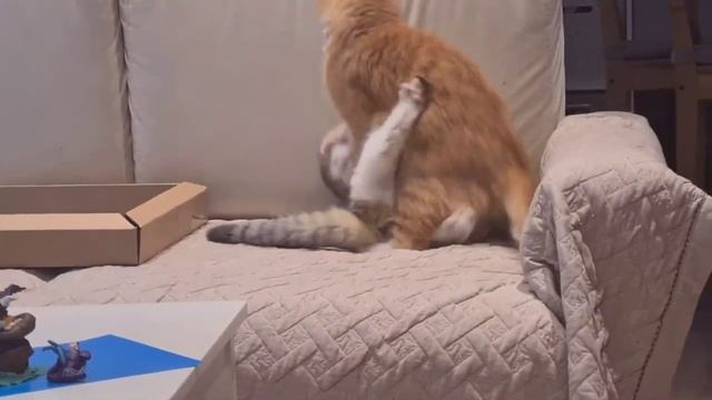 Коты затеяли драку смотреть онлайн