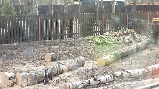 Кот охотится на ворону смотреть онлайн