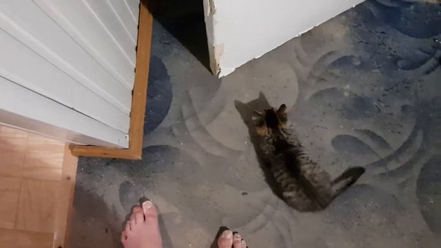 Котёнок закрывает дверь смотреть онлайн