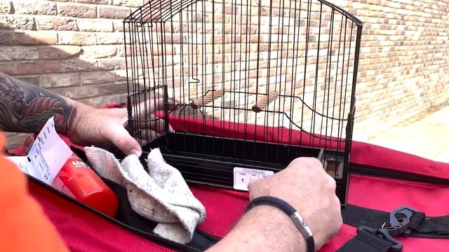 The Canary Room Season 5 Ep 20 - Room update and North Wales Fife Show смотреть онлайн