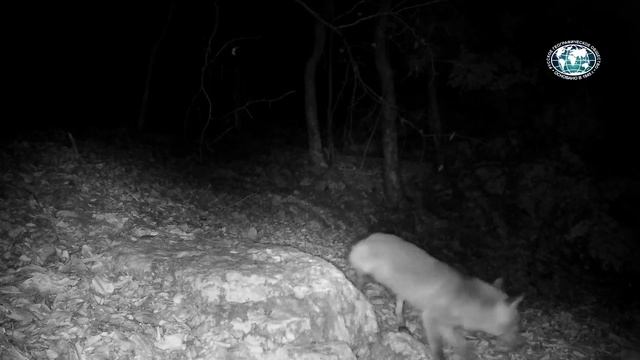 Дикая природа. Лесная принцесса 1080i смотреть онлайн