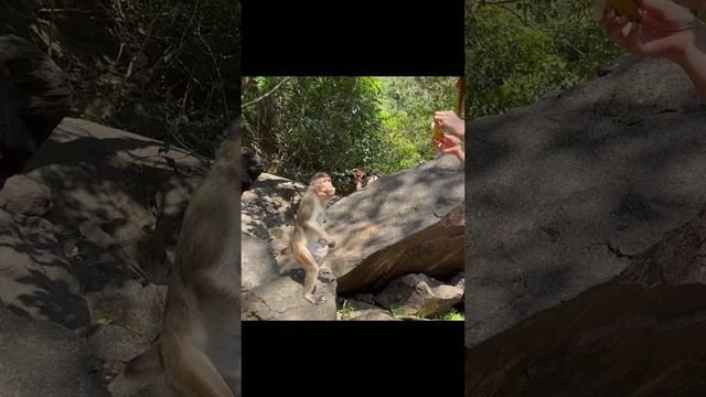 Однорукая обезьяна главарь