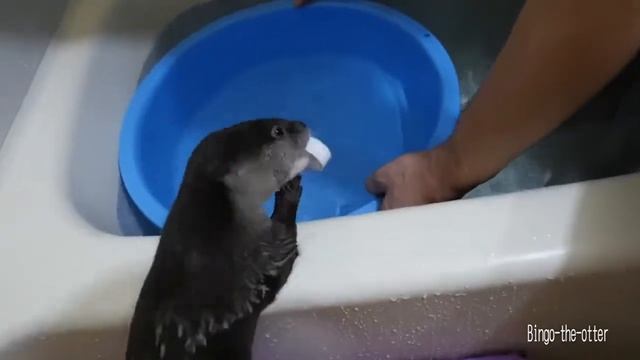 Выдра!!! И снова игры в воде... смотреть онлайн