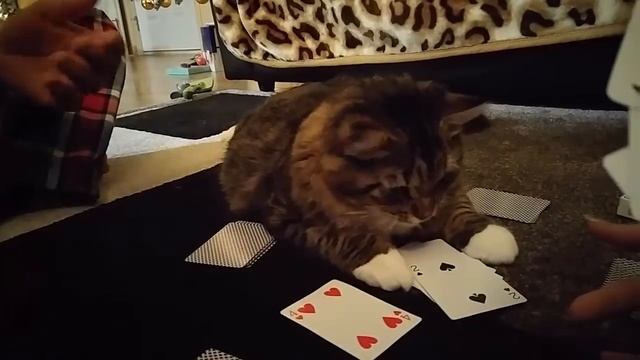 Сибирский кот играет в карты) Картежник Уссури смотреть онлайн