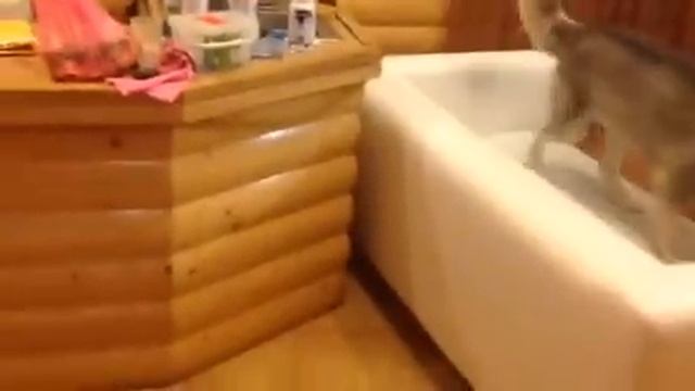 Хаски открывает дверь/husky opens door смотреть онлайн