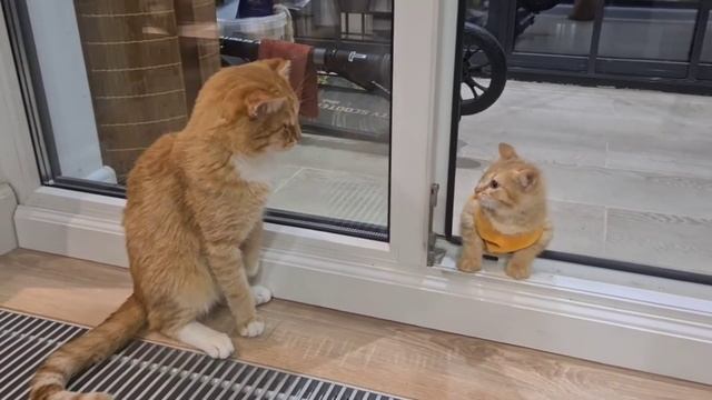 Знакомство кота и кошечки смотреть онлайн