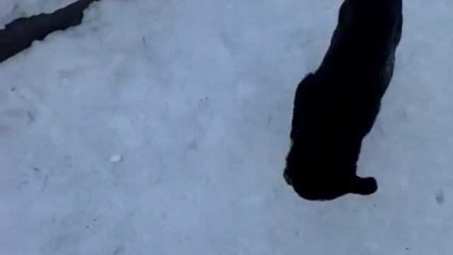 Собака играет в палочку зимой смотреть онлайн