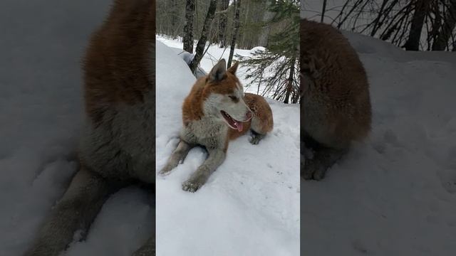 собакен #байкал #мамай смотреть онлайн
