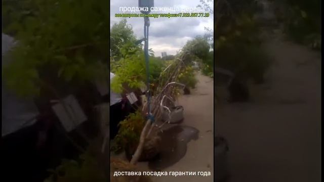 торговый продажа дерево плодовый и кустарник декоративный# смотреть онлайн