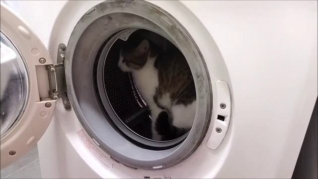 Кот в стиральной машине смотреть онлайн